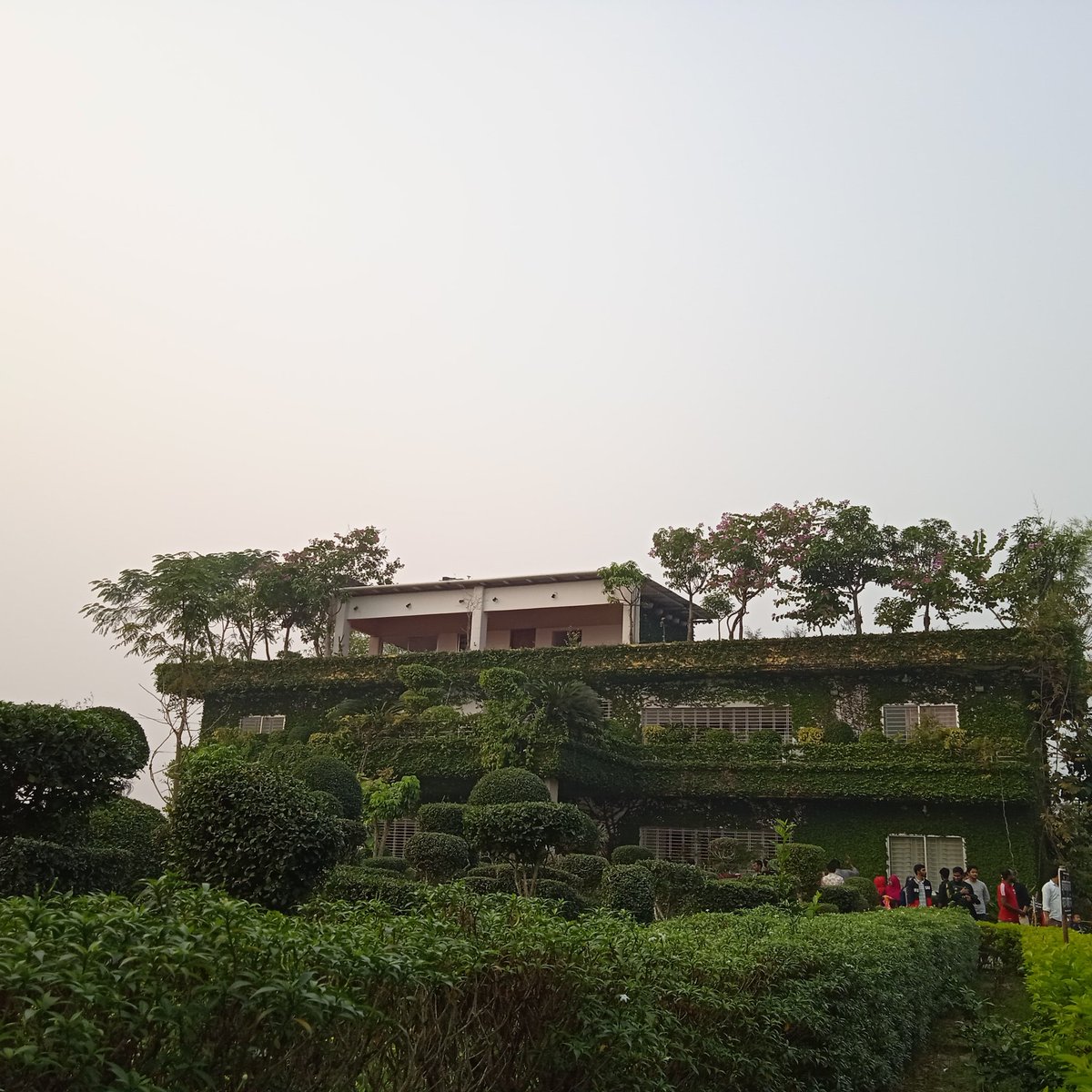 ঝিনাইদহ শৈলকুপা থানাই গাছ বাড়ি