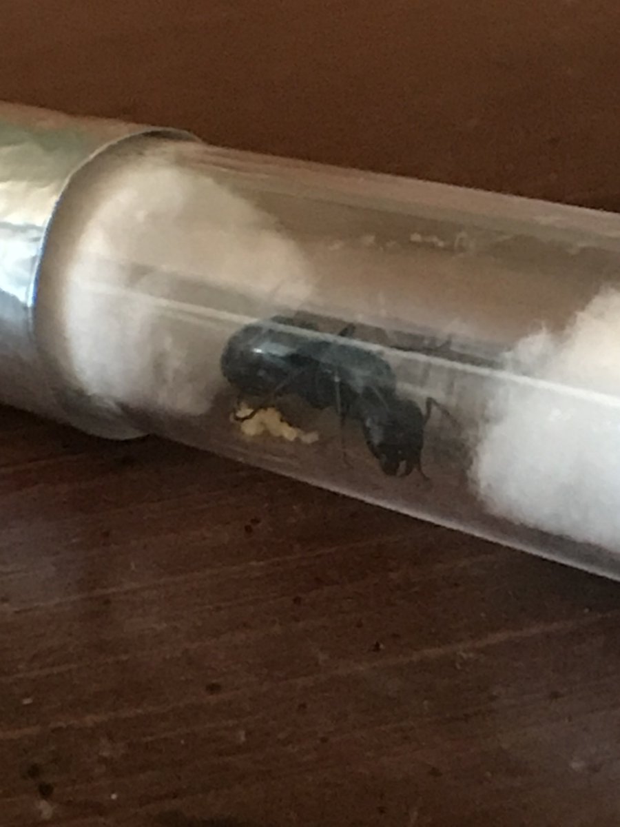 uthonian's tweet photo. ((A quick pic of one of my queens while I check-up on her during hibernations season)) #Ants #Ecology #Nature https://t.co/Fu4xdanoJd