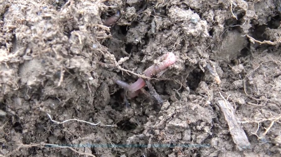 Why are worms the unsung heroes of the soil?

Earthworms provide valuable benefits:

•Recycle nutrients 
•Improve soil structure 
•Repair damaged soil
•Provide a food source for other important species

#SoilImprovement #SoilHealth #WorldSoilDay 

ow.ly/yj3o50CDf4C