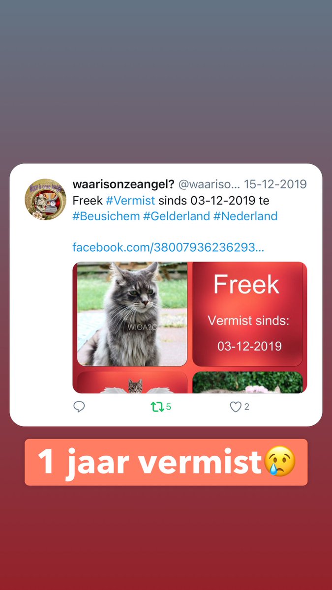 LisaLisaKF's tweet image. FREEK 1JAAR VERMIST!😢 in de omgeving van #Beusichem #Tiel #Culemborg #mainecoon #kat @Amivedi