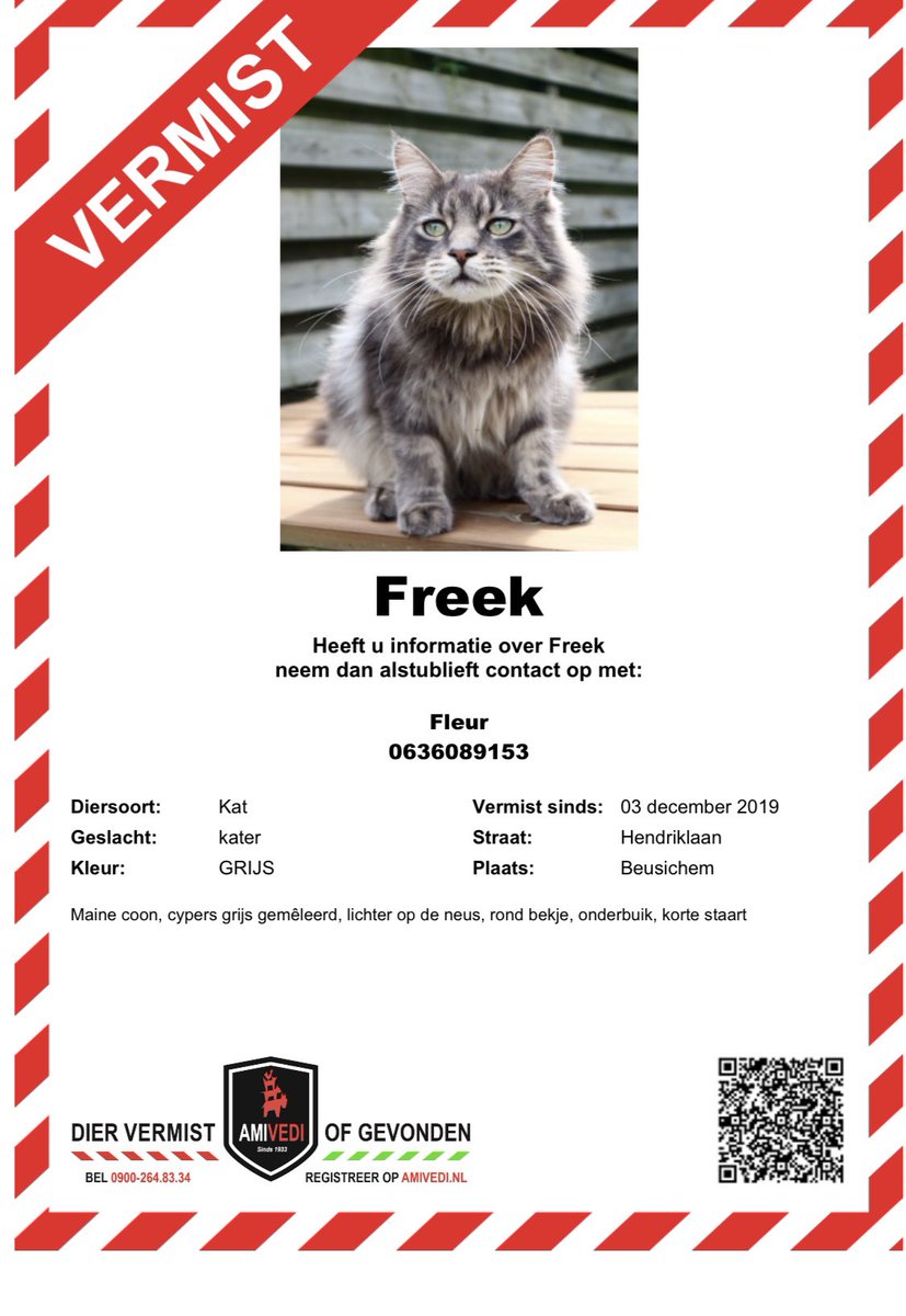 LisaLisaKF's tweet image. FREEK 1JAAR VERMIST!😢 in de omgeving van #Beusichem #Tiel #Culemborg #mainecoon #kat @Amivedi
