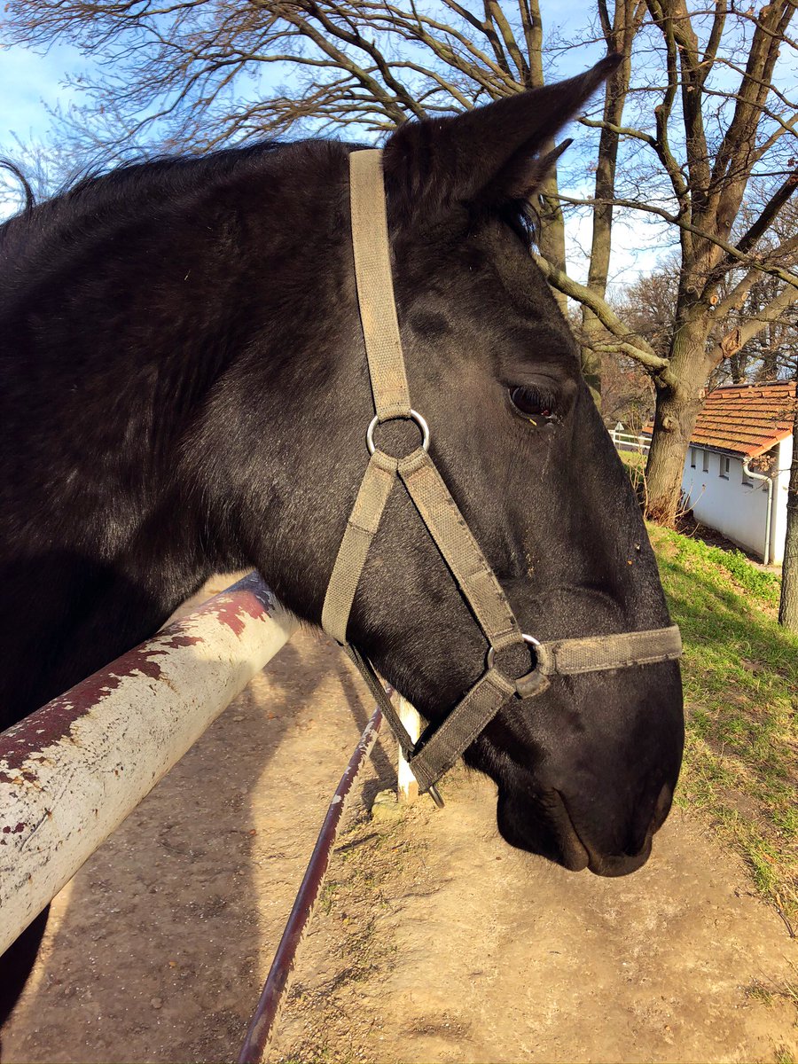 GeroldSchlegel's tweet photo. Sehr spezielle Pferde und die Zucht ist UNESCO Kulturerbe
#KladrubskyKlabonosi Barockpferde
Die Kopfform erinnert mich an Bullterrier - doch es ist ein sogenannter Ramskopf.
#GSchoue https://t.co/mFBkjxumx0