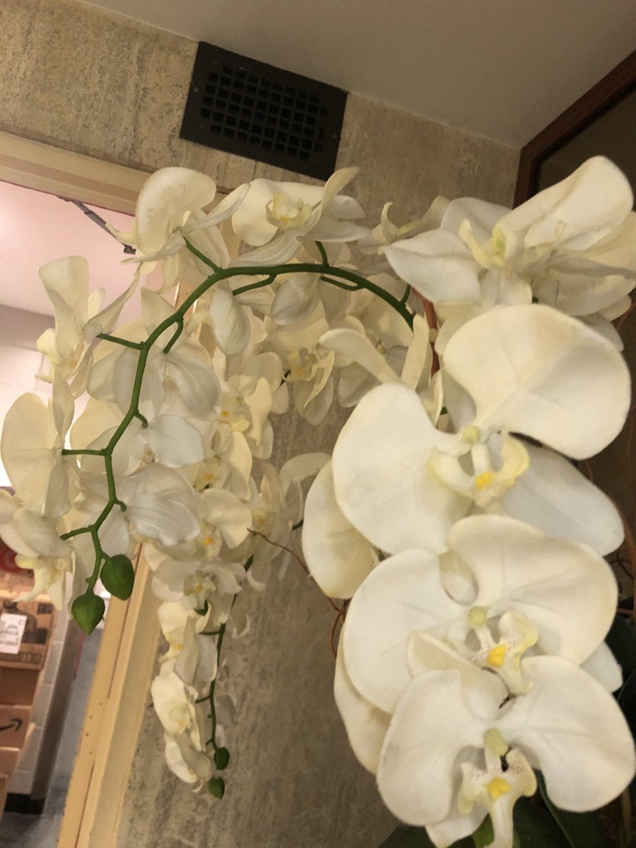 feldstej's tweet photo. #ASH20 #ASHFromHome #ASHFlowers #AShViews #ASHWellness https://t.co/3tR5owA3Cw