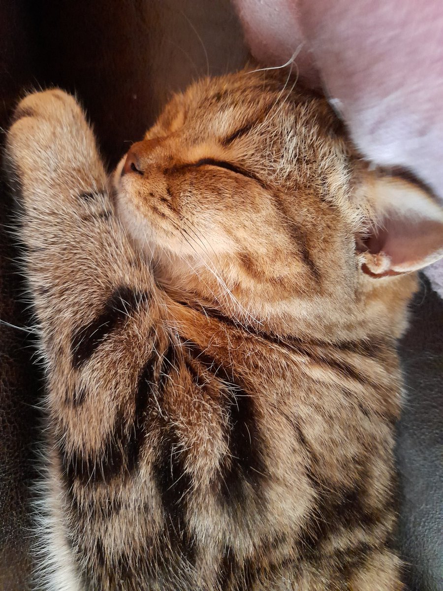 Daria Cat (@dariaca13018248) on Twitter photo 