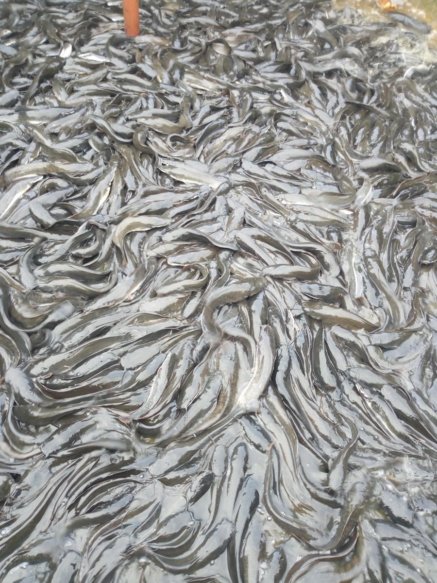 If the bone is not set properly,it is going to influence the amount the flesh the fish is going to put on. Even if you feed the fish with the best feed in the world or you get the best facilities and aerating system or scalar energy, the fish bones are going to be brittle..