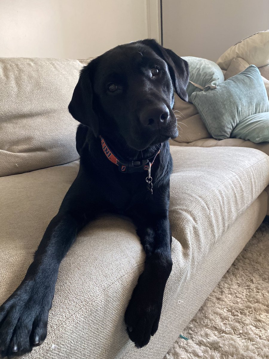 cjmill21's tweet photo. Chief and his new ILLINI collar are ready for Gameday https://t.co/kt2Rj20igL