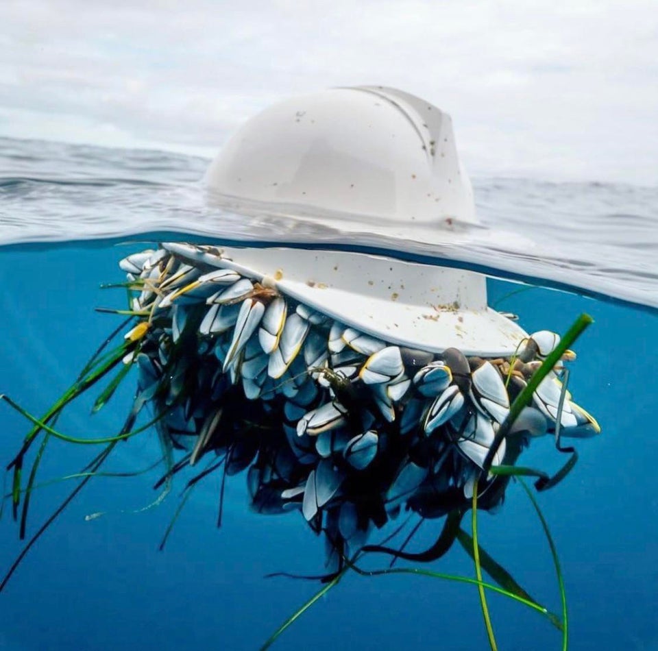Kaz midyeleri tarafından geri kazanılan baret