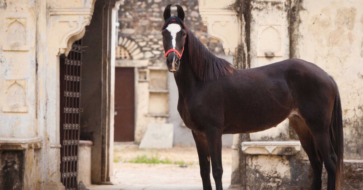 FEI_Global's tweet photo. Meet the Marwari! 🐴

Smart and eager to please, the Marwari is an exotic Indian ambassador! With a noble and rich history, these horses are beautiful and eye-catching! 😍

Want to know more? Take a look. 👉https://t.co/wG3bbFg8qo https://t.co/sy76W3tnTt