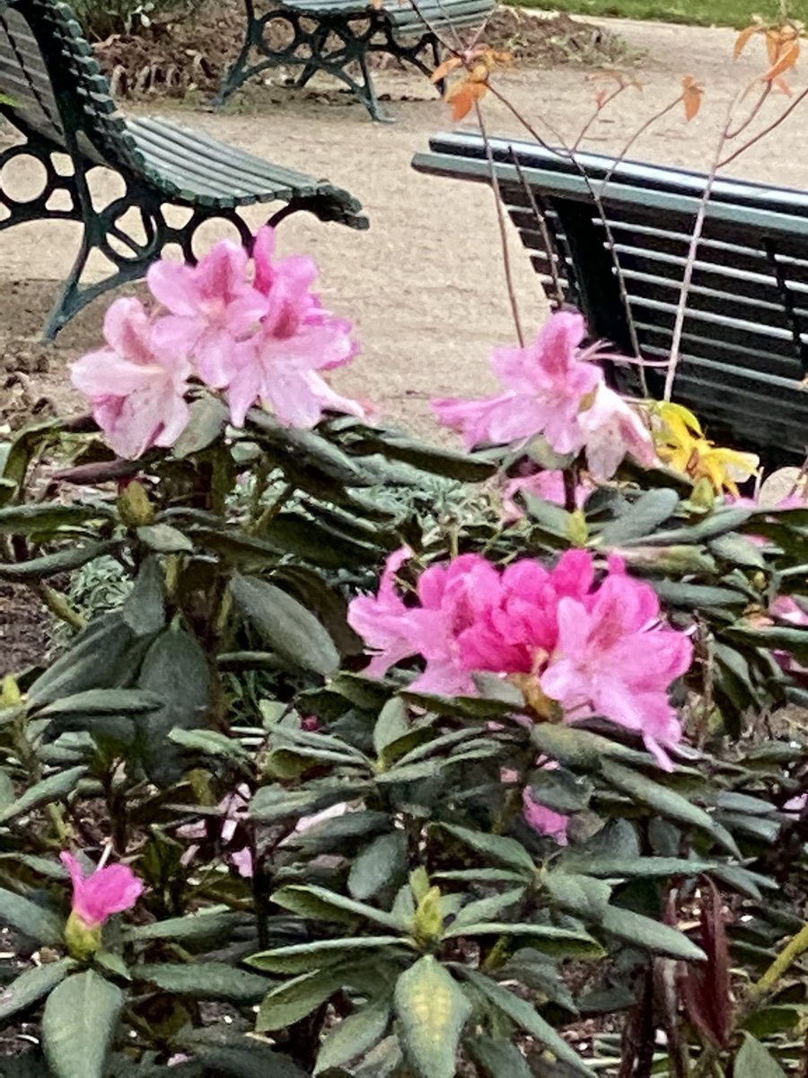 alaindelavie's tweet photo. Floraisons dans #Paris début #décembre, cherchez l’erreur ! #fleurs #automne #automne2020 #toutfoutlecamp https://t.co/qQ61WNlnMZ