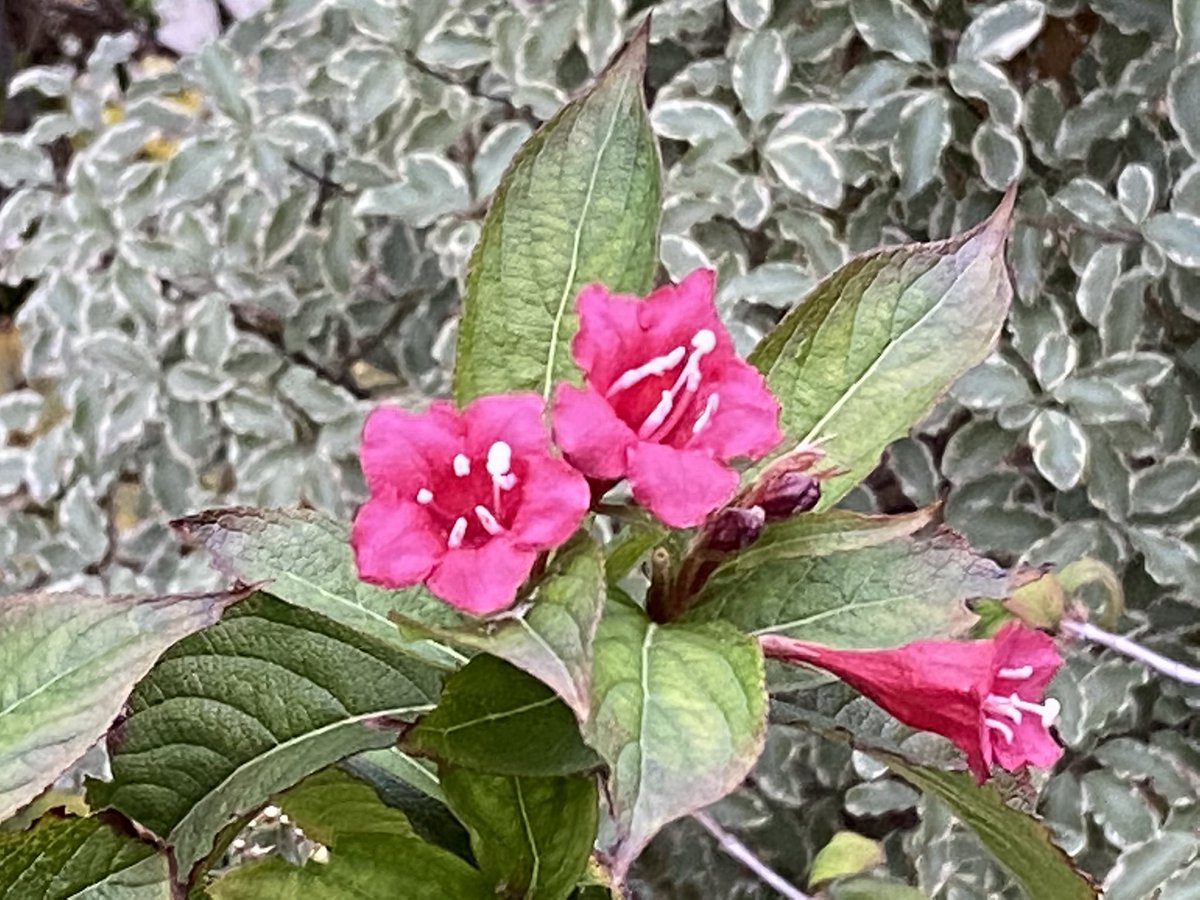 alaindelavie's tweet photo. Floraisons dans #Paris début #décembre, cherchez l’erreur ! #fleurs #automne #automne2020 #toutfoutlecamp https://t.co/qQ61WNlnMZ