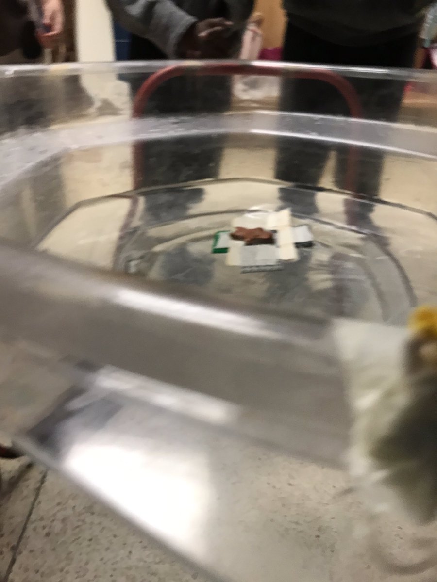MsAyala_tdsb's tweet photo. Friday’s STEM challenge - Ss @FairbankPS designed and built a raft to help the gingerbread person cross the river #problemsolving #perseverance #primaryteam https://t.co/qrrWFPGHBa