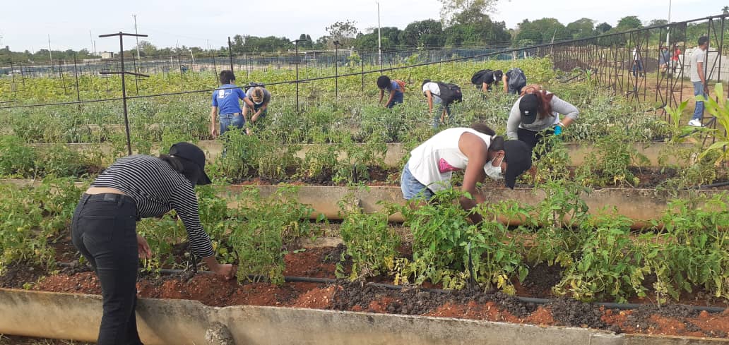Mañana de trabajos productivos para jóvenes del #AlmaCujae. Uno en el #Organopónico  "Fontanar" y el ya habitual de los últimos sábados en la finca #Mestre de <a href="/CENPALAB_BCF/">CENPALAB</a>. Modesto aporte de cujaeños y cujaeñas.
#VamosXMás

<a href="/DiazCanelB/">Miguel Díaz-Canel Bermúdez</a> <a href="/AAB_Cuba/">Alicia Alonso Becerra</a> <a href="/acosta_diosvany/">Diosvany Acosta</a> <a href="/jose_angel9701/">José Angel Fernández Castañeda</a>