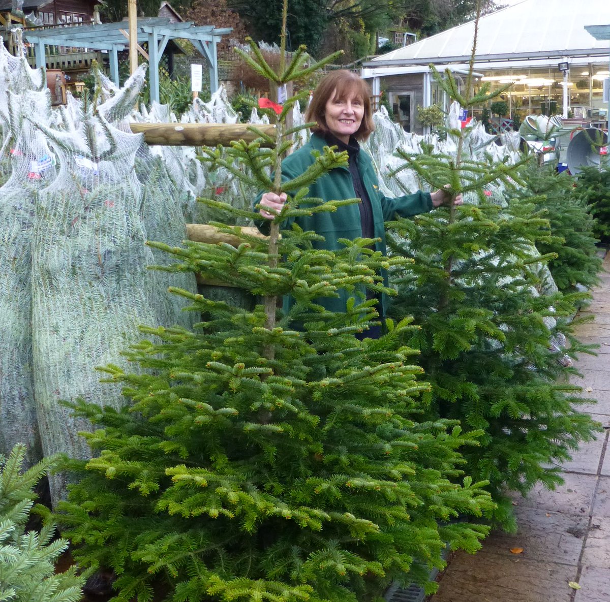 PPGCFarmShop's tweet photo. Another delivery of Christmas trees arriving today. People are certainly choosing their perfect tree earlier this year, but we have plenty of lovely specimens to choose from.  The lovely specimen in the centre is our Polly, but she's already spoken for! https://t.co/30G4YpaDuO