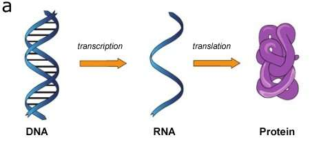 That process of "gene expression" is how DNA builds a living thing - the RNA tells the ribosomes what to do, which in turn use amino acids to build proteins.The RNA is the bridge, the middleman.Note, a type of RNA, messenger RNA (mRNA), will become key later.5/
