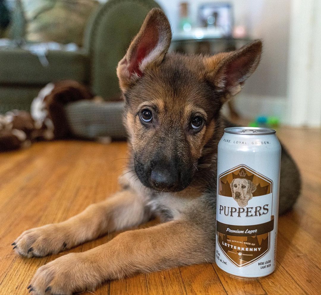 OfficialPuppers's tweet image. Shepherds are fuckin’ loveable.