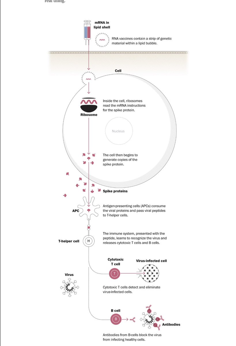 narsaiah's tweet photo. How corona vaccine works, info for u https://t.co/FxKkNuyDoA