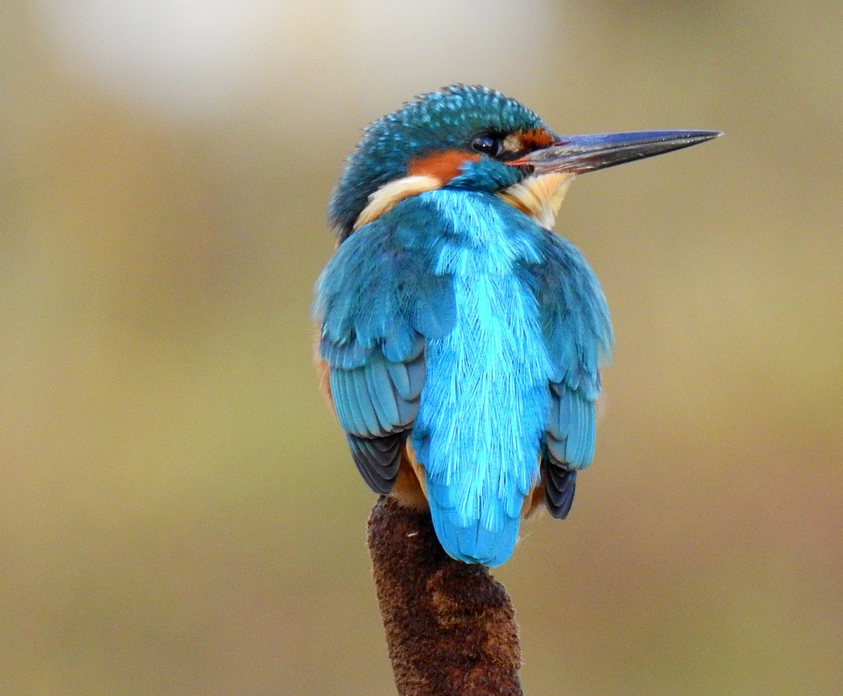 Starlight_Bliss's tweet photo. I know sometimes it must get a bit boring for others with all my #Kingfisher posts  - but I honestly cannot convey how much joy watching these magical little birds just ten minutes from my door gives me. Here's a male today in all his splendour. #birds #birding #nature #wildlife https://t.co/cRx2rTppJk
