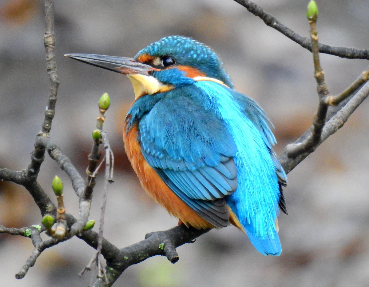 Starlight_Bliss's tweet photo. I know sometimes it must get a bit boring for others with all my #Kingfisher posts  - but I honestly cannot convey how much joy watching these magical little birds just ten minutes from my door gives me. Here's a male today in all his splendour. #birds #birding #nature #wildlife https://t.co/cRx2rTppJk
