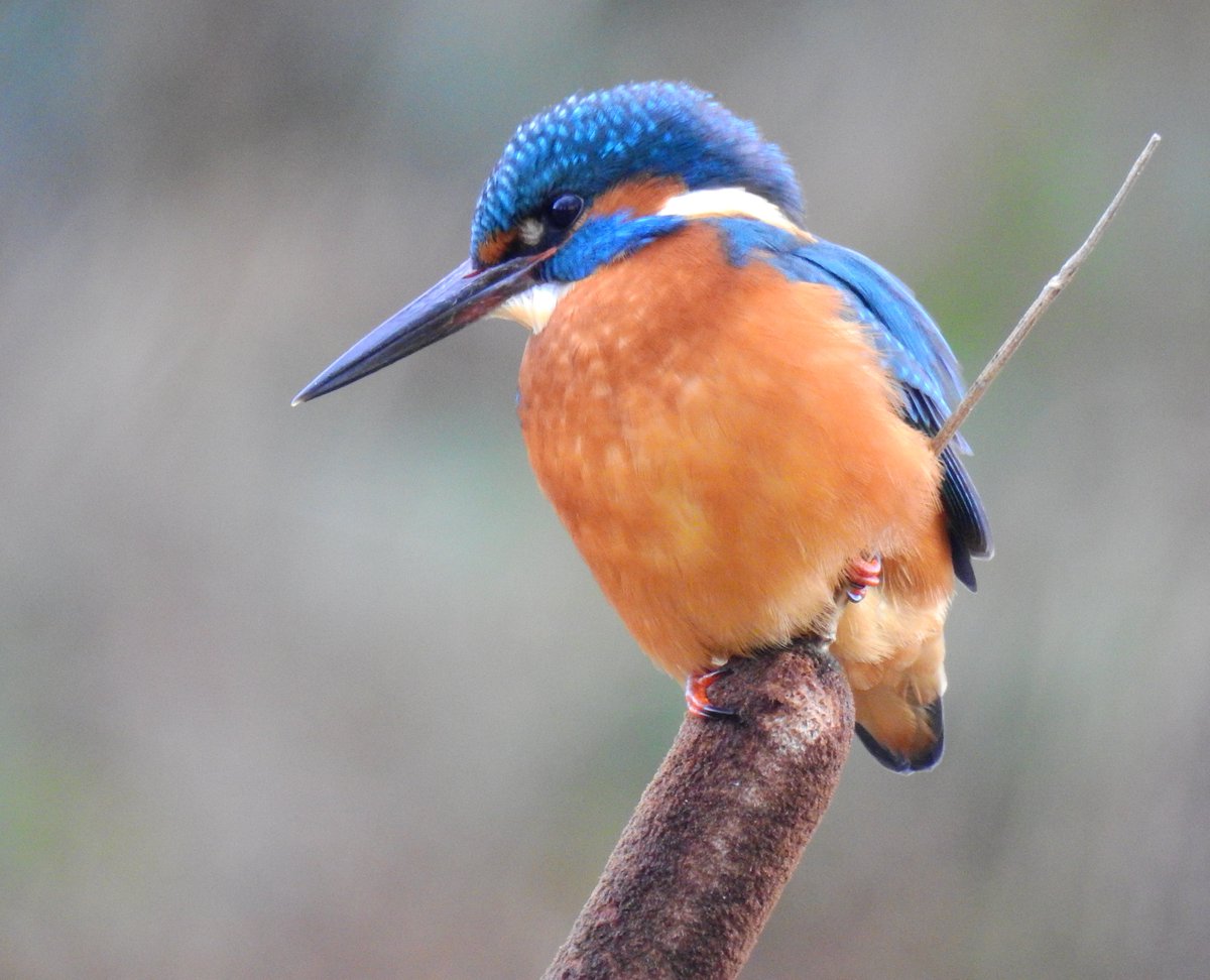 Starlight_Bliss's tweet photo. I know sometimes it must get a bit boring for others with all my #Kingfisher posts  - but I honestly cannot convey how much joy watching these magical little birds just ten minutes from my door gives me. Here's a male today in all his splendour. #birds #birding #nature #wildlife https://t.co/cRx2rTppJk