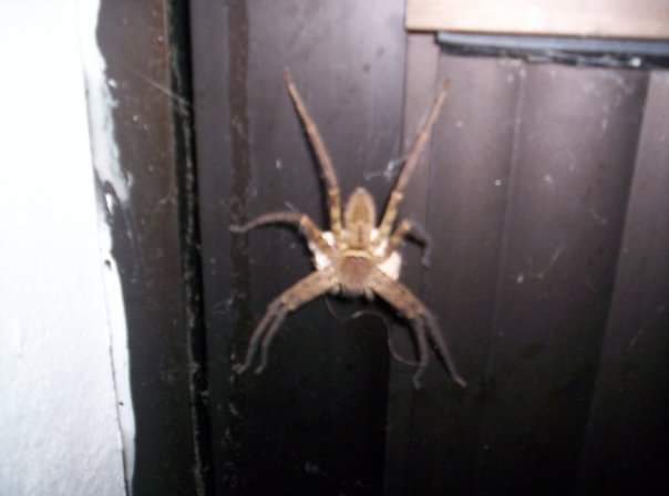 I woke up twice with cockroaches in my mouth and one time they came pouring out of every drain in our bathroom after a storm. We used 5 cans of raid and the stench was abhorrent.It was amazing. Iguanas, crocodiles, armadillos, the most amazing wildlife and scenery.