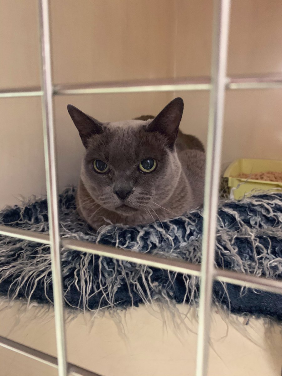 So we popped her in a kennel (the INDIGNITY) where she sat and glowered at us for ruining her fun day out. Even after we gave her the fuzziest blanket we could find.