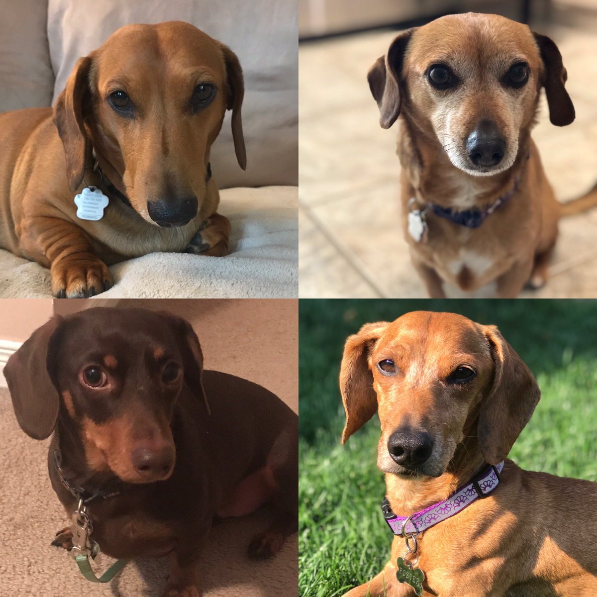 careeka's tweet photo. @ConanOBrien I fostered four awesome dogs throughout the year and adopted one of them. https://t.co/TsABQF7UXg