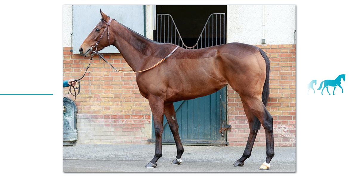 ✨ALLUCINATION sœur des gagnantes de Groupe Sasparella &amp; Kalahara, proche famille de Occupandiste, sera saillie par GOLDEN HORDE en 2021 ! ✨