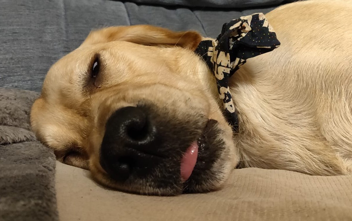 DogBennyBlog's tweet photo. This is what I think about the idea of going out. #dogsoftwitter #toocoldtogoout #labrador #labradorUK #dogsoflondon https://t.co/zX25J1JJ4l