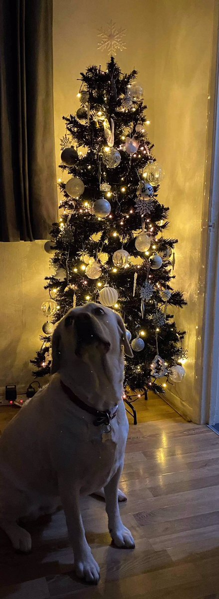 MargoMooster's tweet image. I’ve finished my Christmas tree 😁