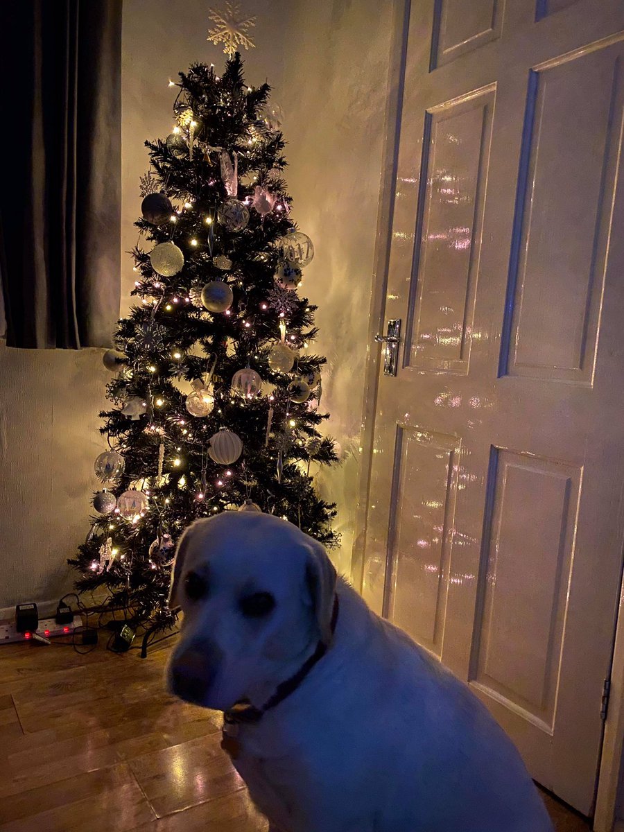 MargoMooster's tweet image. I’ve finished my Christmas tree 😁