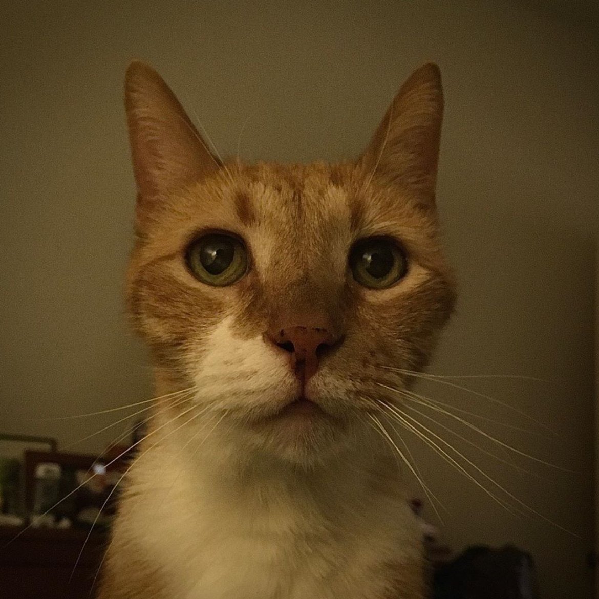 About to stuff this handsome fella in a bag and take him to the vet. #WishMeLuck #Caturday