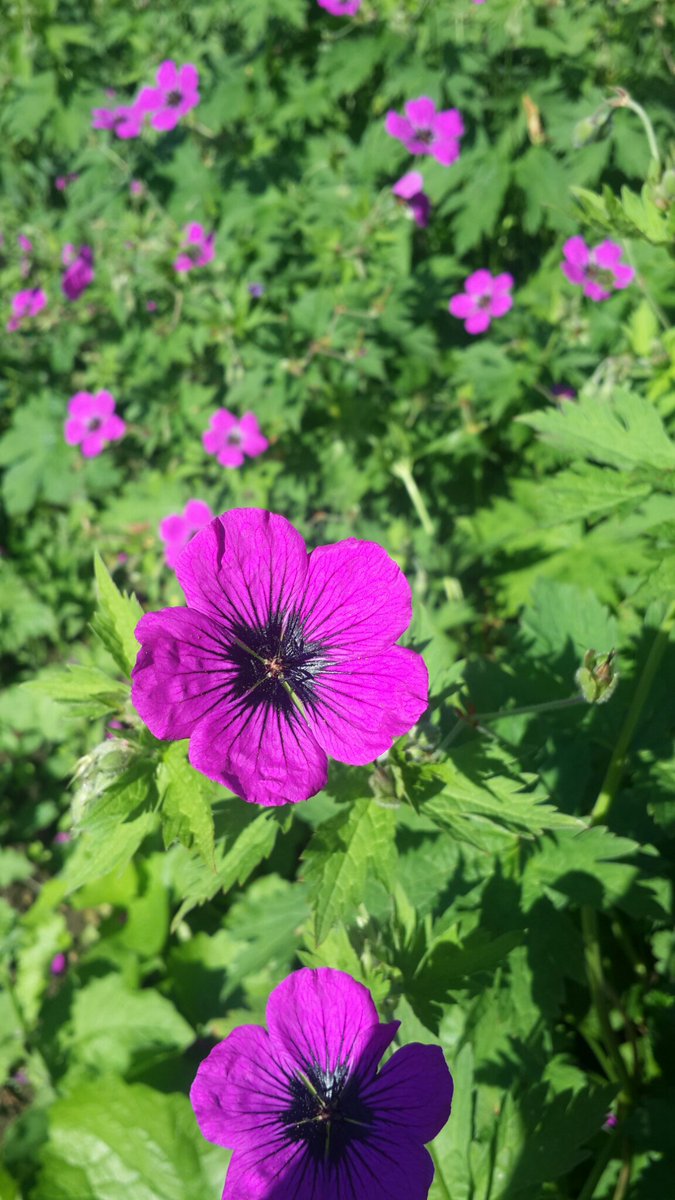 Dimple ©™ tweet media