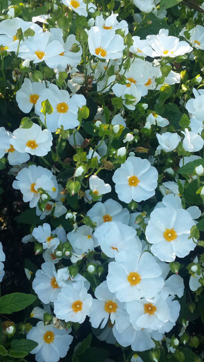 Dimple ©™ tweet media