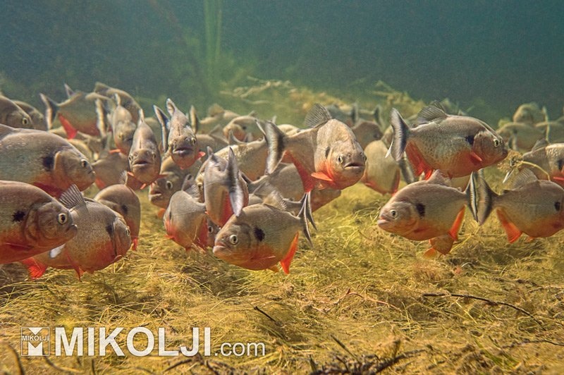 Mikolji On Twitter Black Spot Piranhas Pygocentrus Cariba This Remarkable Scene Was Captured During One Of Mikoljis First Ever Documentaries Called The Fish Guys Expedition 1 You Can Watch The Full Documentary Mikolji On Twitter Black Spot Piranhas Pygocentrus Cariba This Remarkable Scene Was Captured During One Of Mikoljis First Ever Documentaries Called The Fish Guys Expedition 1 You Can Watch The Full Documentary