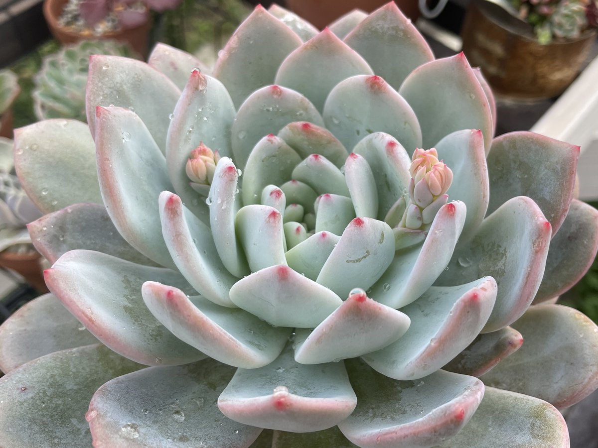 ツッッツー 多肉植物 ミセスサキュレント おはよーございます 関東日差しが入ってます 朝のタニパトは水滴飛ばし オレンジモンローが紅葉スイッチ入ったかもです 縁からオレンジ色に 可愛くなりそう 大きい子なのでしっかり紅葉