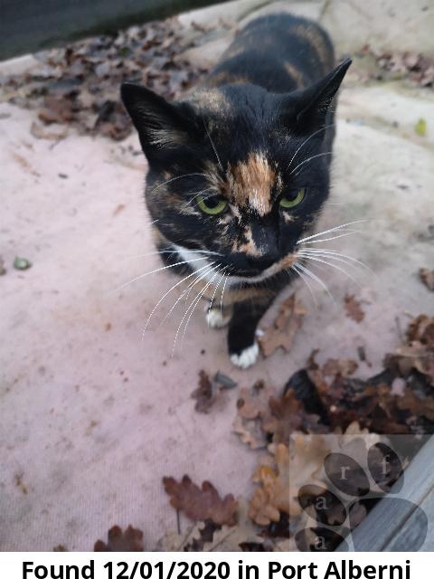 aarf_ca's tweet photo. #aarf #foundpet A Cat  in Port Alberni!
https://t.co/P1e4dd6hZH https://t.co/hMZqzudmai