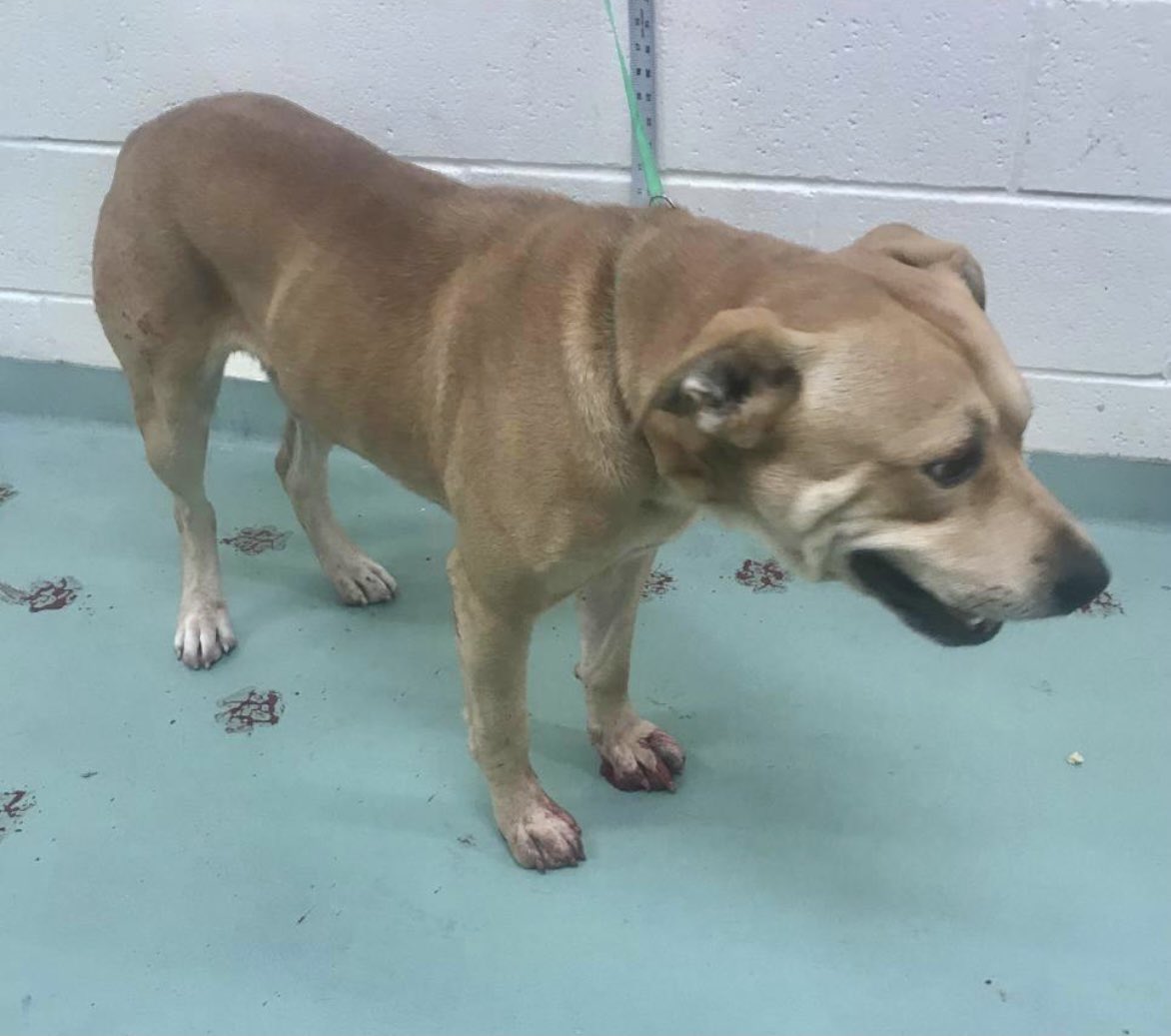 reddogsusie's tweet photo. #TN #MEMPHIS
🆘🆘CODE RED Luke 2yr 6mo hw+ LIKELY GUNSHOT WOUND TO HIS FOOT Luke is a handsome sweet boy - he needs medical transfer &amp; vet evaluation. Pls #RESCUE #FOSTER #PLEDGE  #MASA1991 
https://t.co/8uGsgsNGlF https://t.co/wN5AO60n6y