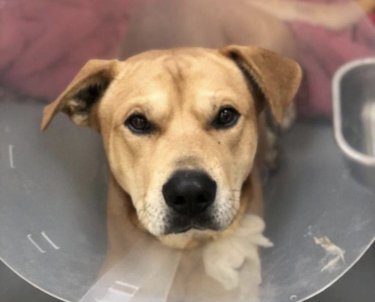 reddogsusie's tweet photo. #TN #MEMPHIS
🆘🆘CODE RED Luke 2yr 6mo hw+ LIKELY GUNSHOT WOUND TO HIS FOOT Luke is a handsome sweet boy - he needs medical transfer &amp; vet evaluation. Pls #RESCUE #FOSTER #PLEDGE  #MASA1991 
https://t.co/8uGsgsNGlF https://t.co/wN5AO60n6y