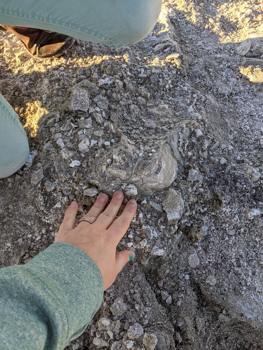 If you look closely you can find  #stromatolites in some places. These are algal communities that build up and grow toward the surface of the water to remain where they can receive the sun's rays.