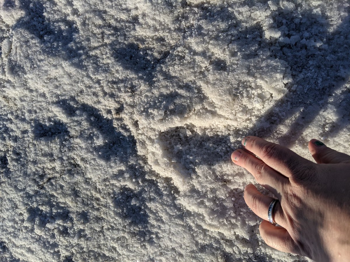 The water receeds and with high salt content, the pools left behind are so high in saline that the ground forms a crust of salt as the water evaporates.