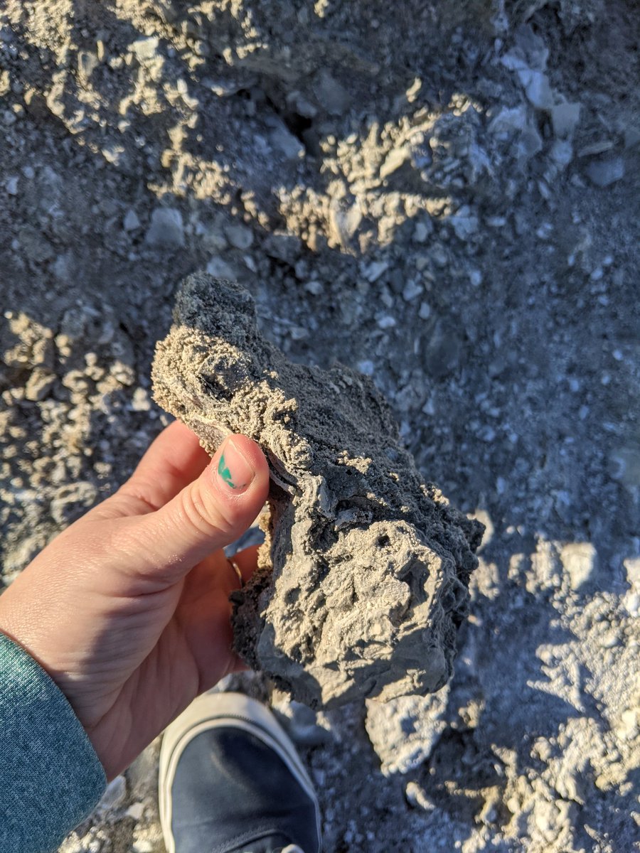 If you look closely you can find  #stromatolites in some places. These are algal communities that build up and grow toward the surface of the water to remain where they can receive the sun's rays.