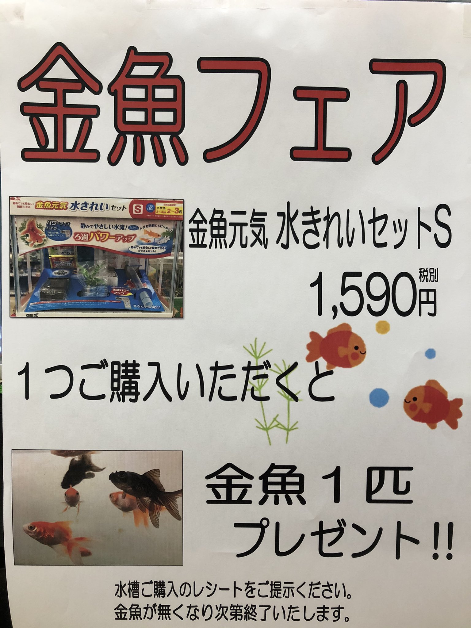アグロガーデン龍野店 おはようございます ただいま龍野店では金魚フェアを開催中です 対象のセット水槽を購入いただくと金魚 を1匹プレゼント致します 水槽は幅30cmの小型水槽で 金魚飼育に必須の濾過器 ぶくぶく もセット 金魚飼育 始めてみませ
