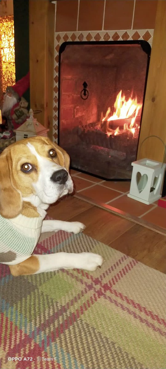 Kelly021085's tweet photo. @robbeckettcomic A beagle!! This is Beryl. 
They are fun, gentle, and proper little characters! Great family dogs! https://t.co/8of8aE7bDQ