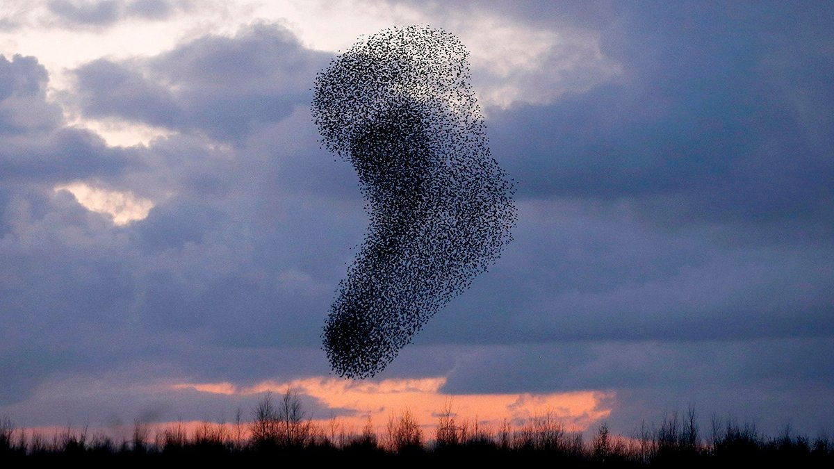 edsykes78's tweet photo. Starlings feeling festive?🎄 A giant Christmas stocking #starlings #murmuration @Natures_Voice @RSPBAireValley https://t.co/52YB9cd1vD