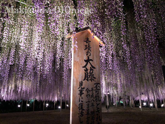 あしかがフラワーパークは鬼滅の刃の聖地 藤の花を背景にコスプレ出来る あにドラ