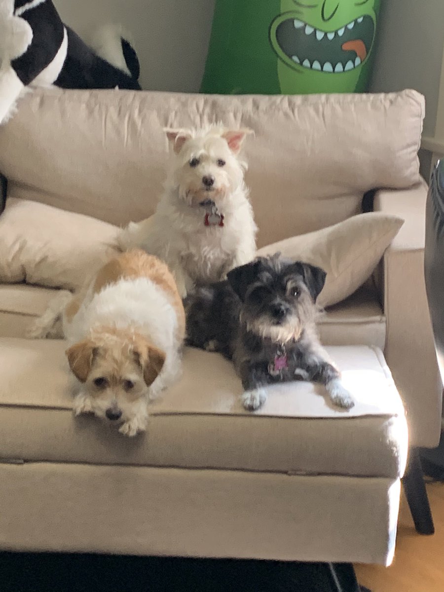 CindyCindyval's tweet photo. @HunterJCullen Meet Olive, Mazie and Luna https://t.co/THmJYXCIBR