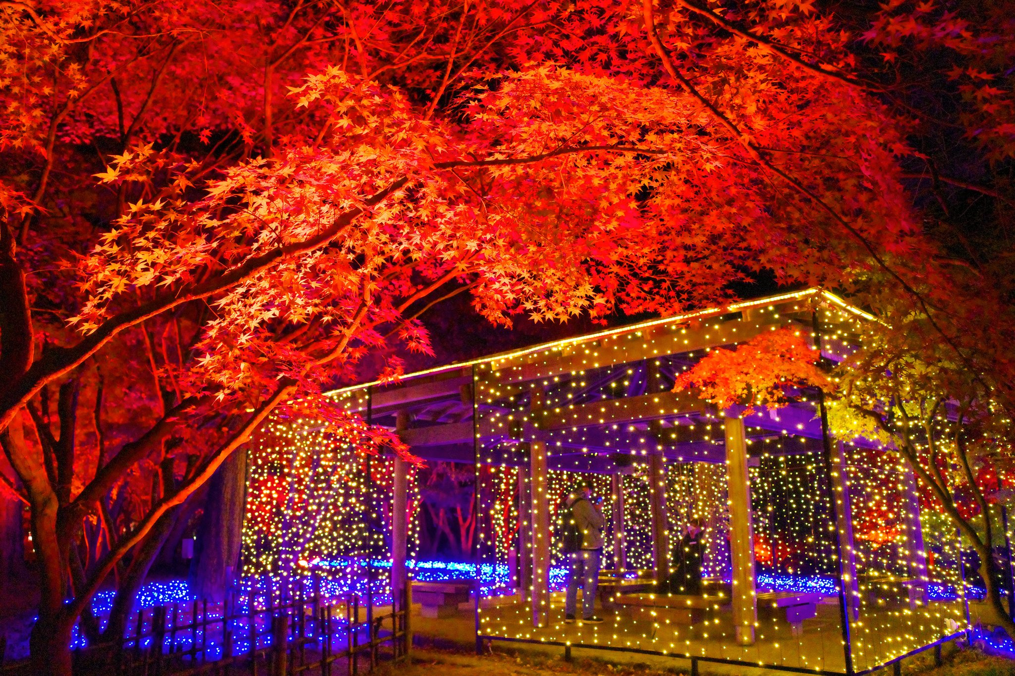 Maco S Tweet お気に入り あずまやのイルミネーション 昨夜の 国営武蔵丘陵森林公園 カエデ園から スター ライトイルミネーション 開催中 詳細は 公園サイトを 国営武蔵丘陵森林公園 森林公園 イルミネーション スターライト