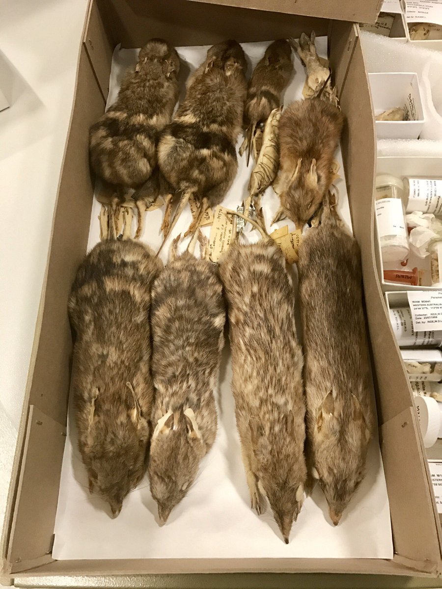 OMG! After 4 years, Friday was my last day working on  @OMGenomes at  @ourANU. I’ve been lucky to do some amazing mammaly museumy geneticy things, hang out with great people, travel to interesting places, & look after very special samples. Here’s a thread of OMG highlights 