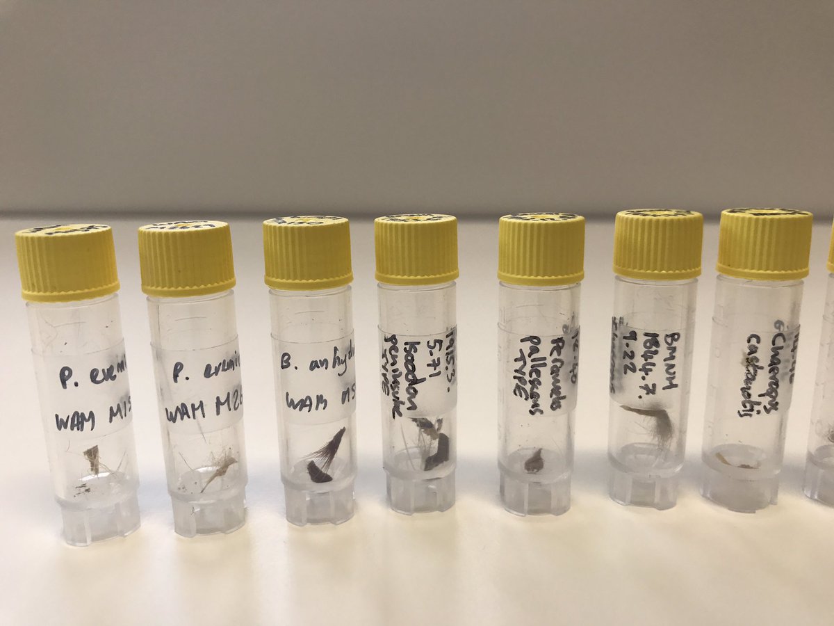 I may have handled tissue samples from every* bandicoot specimen in the world - thanks  @TravouillonK!* ok maybe not but that’s what it felt like sometimes 