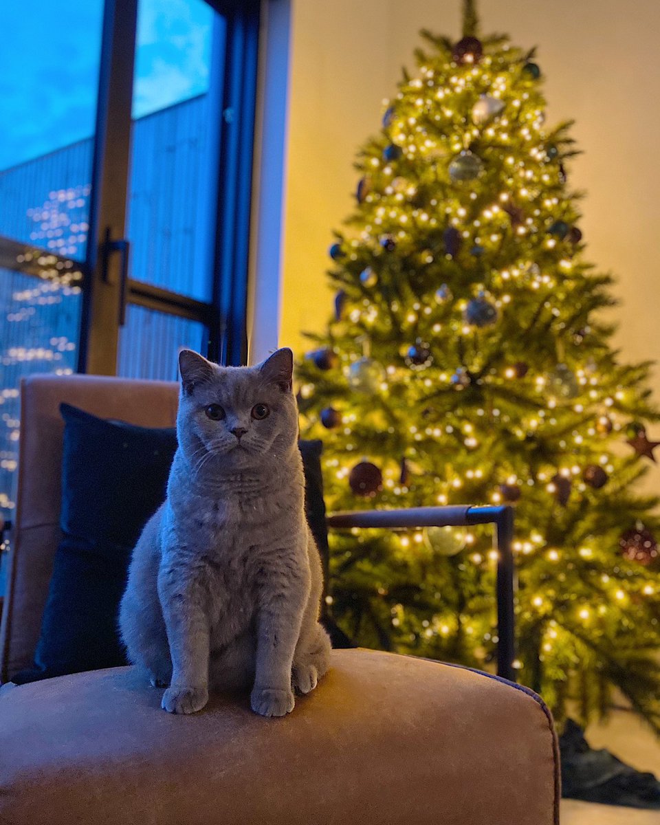 🐱🎄 it’s the most wonderfull time